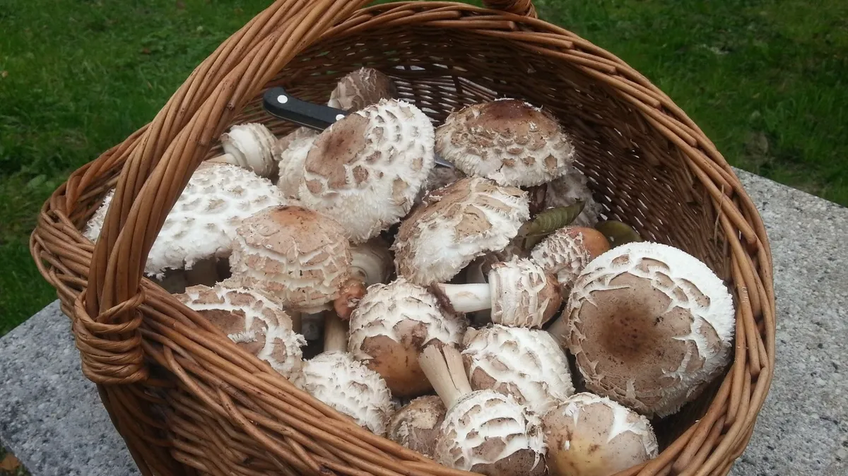 Редкий гриб «собачий пенис» обнаружила на своем дачном участке женщина из Новосибирска