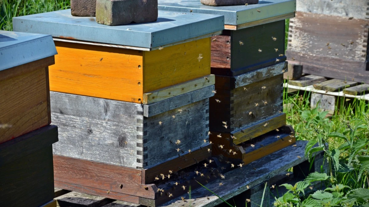 Пчелы плотно леток воском запечатывают – на холодную зиму, и наоборот. Фото: pxhere.com