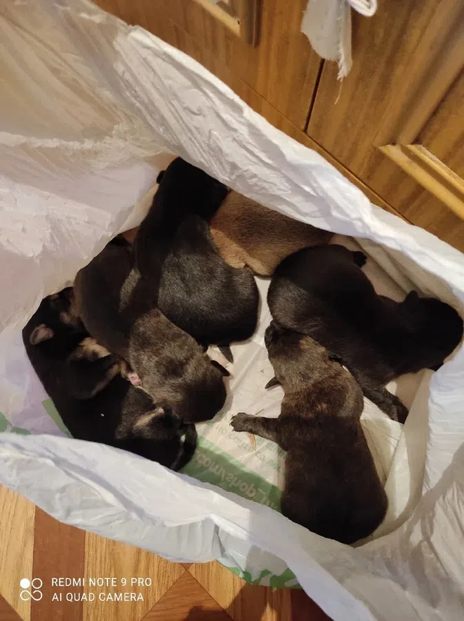 6 выброшенных в пакете щенков уже нашли свой дом