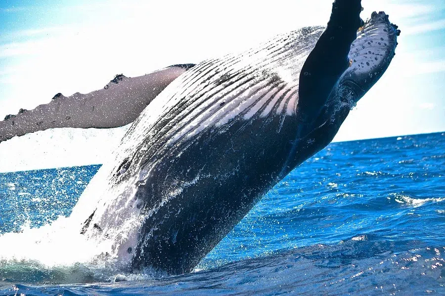 Киты глотают пищу под водой и не тонут: исследование выяснило, как вода не попадает в легкие кита