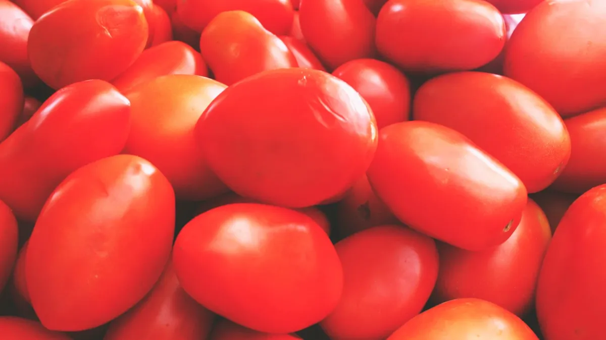 Когда пикировать помидоры после появления всходов: правила пикировки, подкормки и посадки в открытый грунт в марте 2023