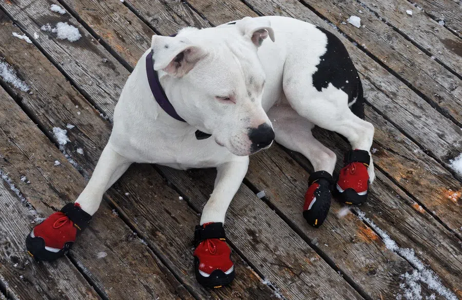 Не надевайте обувь собаке в холодную погоду! Ветеринар сделал предупреждение владельцам собак