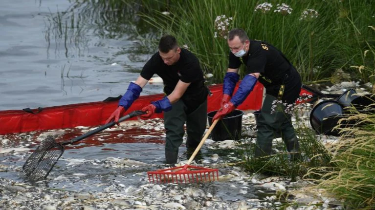 Массовую гибель рыбы в немецко-польской реке Одере связывают с неизвестным ядовитым веществом