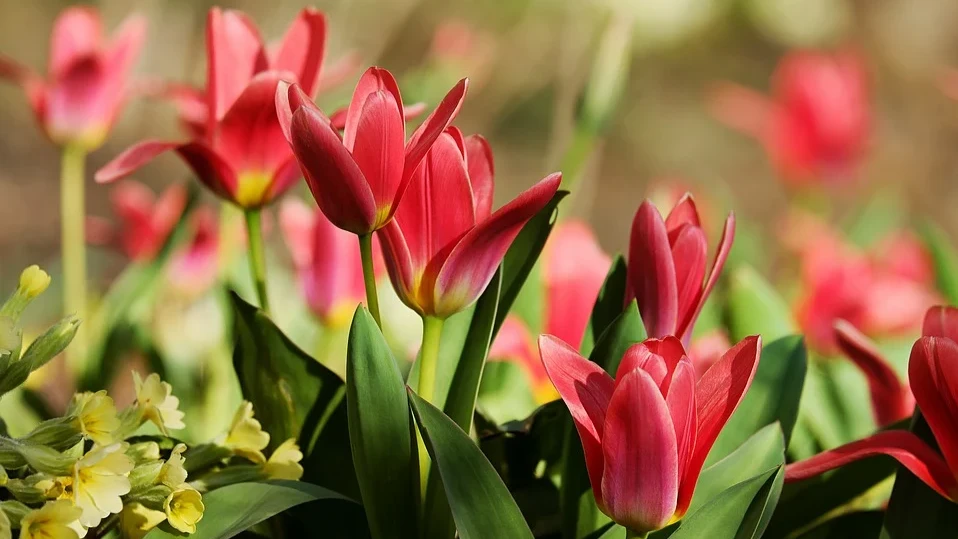 «Не обрезайте стебель тюльпанов!»: Опытный садовод поделился лучшим способом избавиться от отживших тюльпанов этой весной
