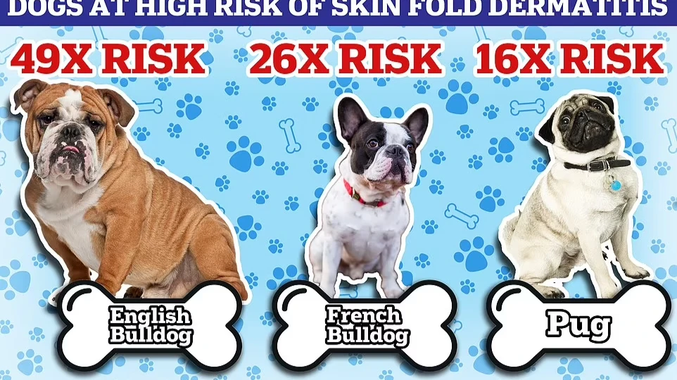 Собаки с плоской мордой в 50 раз чаще страдают дерматитом кожных складок — болезненным состоянием кожи. Фото: dailymail.co.uk