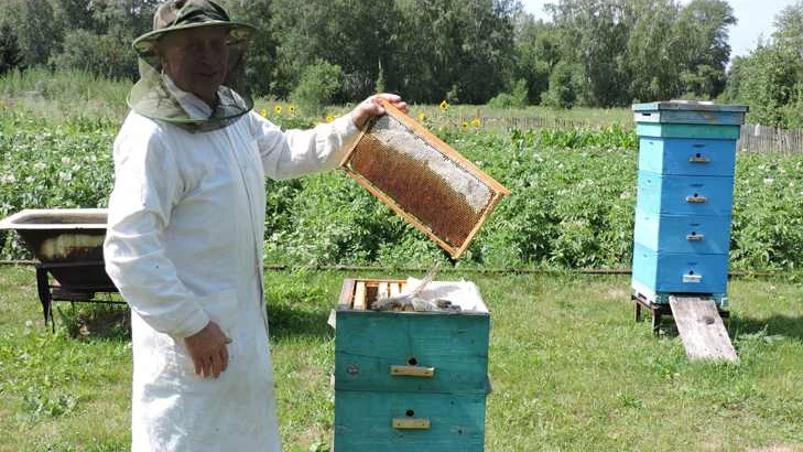 Пасечники из Искитимского района обвиняют Евсинскую птицефабрику в убийстве всех пчел