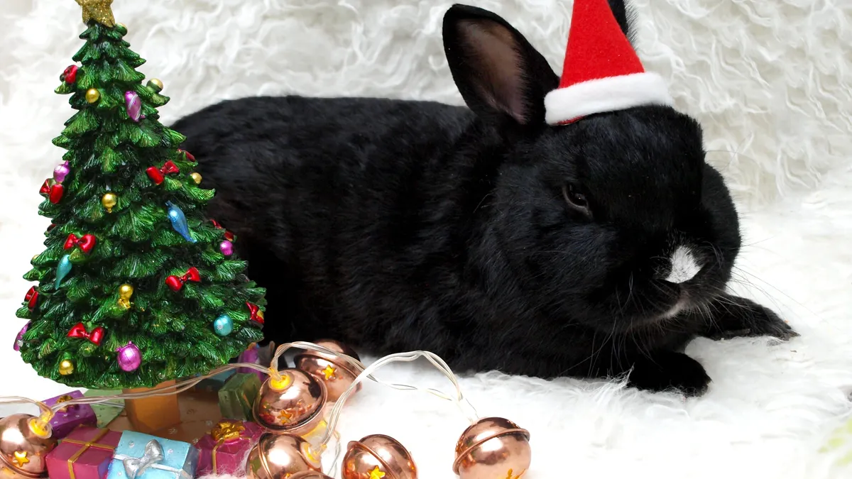 Подарки на Новый год-2023: Что лучше никогда не дарить на Год Черного Водяного Кролика? А что обязательно нужно купить в подарок? 
