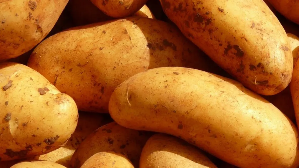 Что можно и нельзя сажать после картошки: какие культуры дадут богатый урожай, а какие не приживутся – советы опытных дачников 