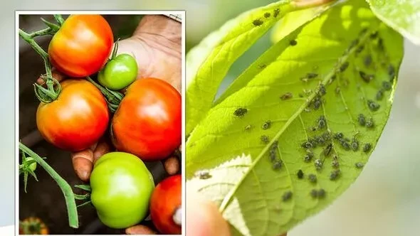 Как избавиться от тли на помидорах: некоторые растения рядом прогонят насекомых и улучшат вкус томатов