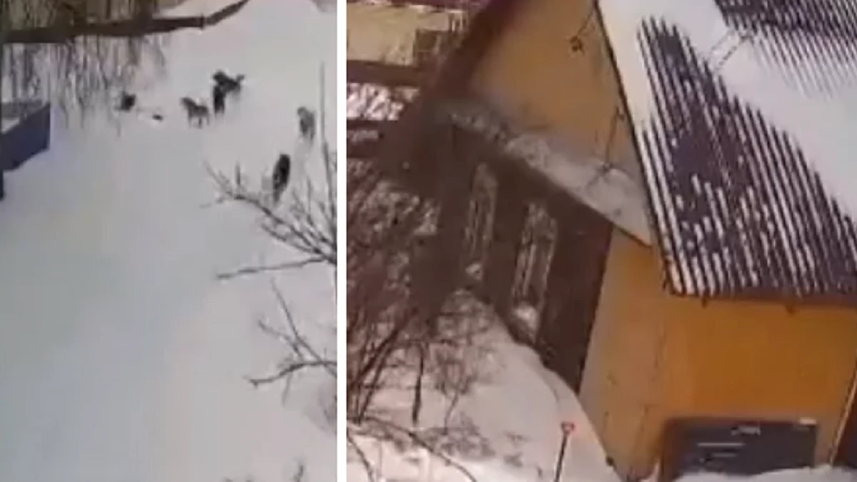 «Ребенок сообразил упасть лицом в снег» Стая бродячих собак едва не растерзала мальчика из Новосибирска – видео
