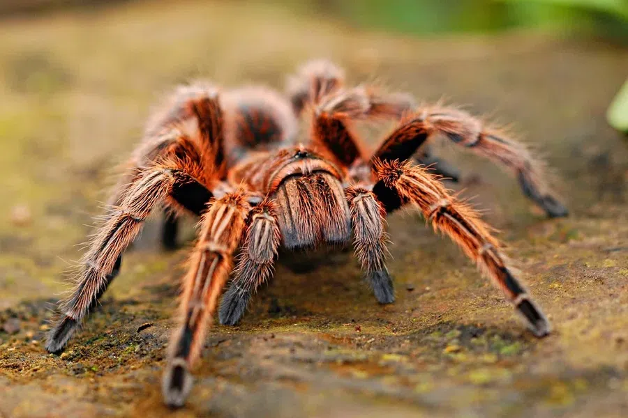 Вы боитесь пауков? Ваш страх может быть вызван отвращением к скорпионам - исследование