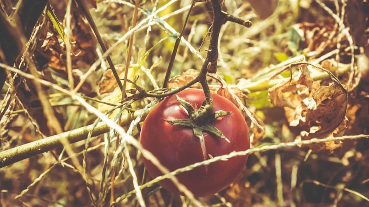 Когда и как пересаживать рассаду помидоров в теплицу весной 2023 года: правильная подготовка почвы, растений и схема рассадки