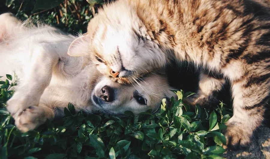 Коты и собаки положительно влияют на здоровье хозяина: старость замедляется