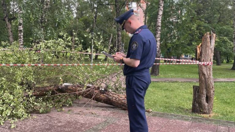 В Железнодорожном районе Новосибирска упавшее дерево травмировало 9-летнего ребёнка