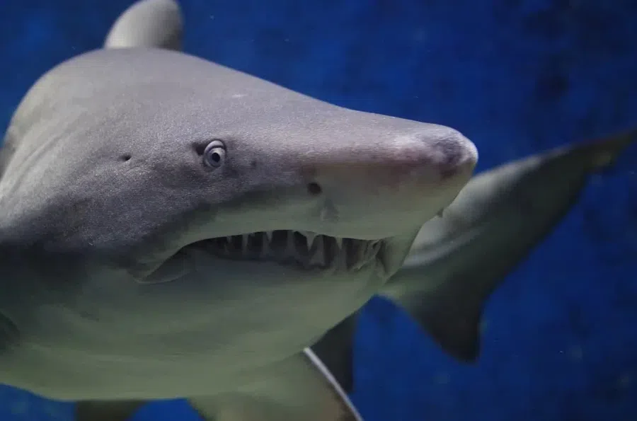 В Австралии белая акула растерзала отдыхающего впервые за 60 лет