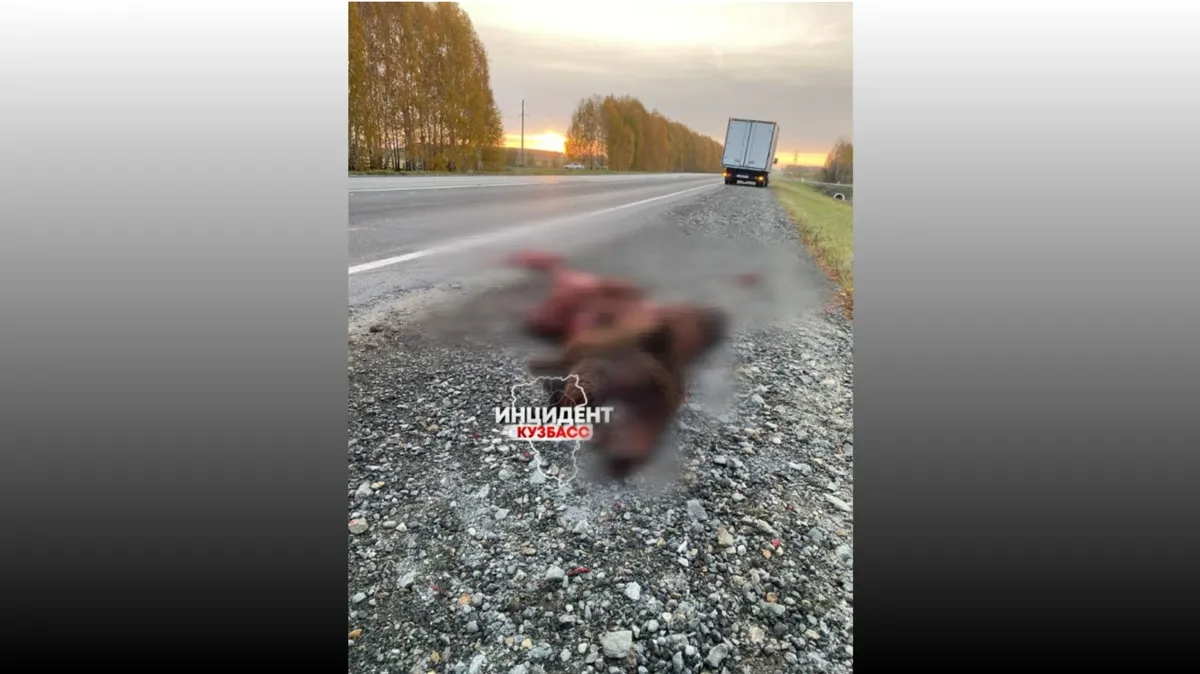 «Разорвало на части» В Новосибирской области на дороге сбили медведя – что говорят в Минприроды НСО