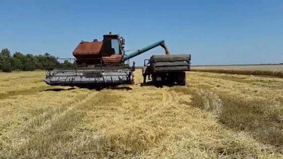 Студенты помогают убирать поля