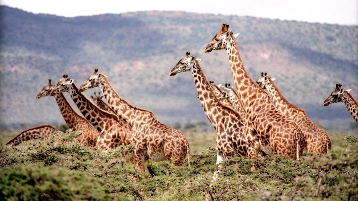 Почему зебра полосатая, а жираф пятнистый?