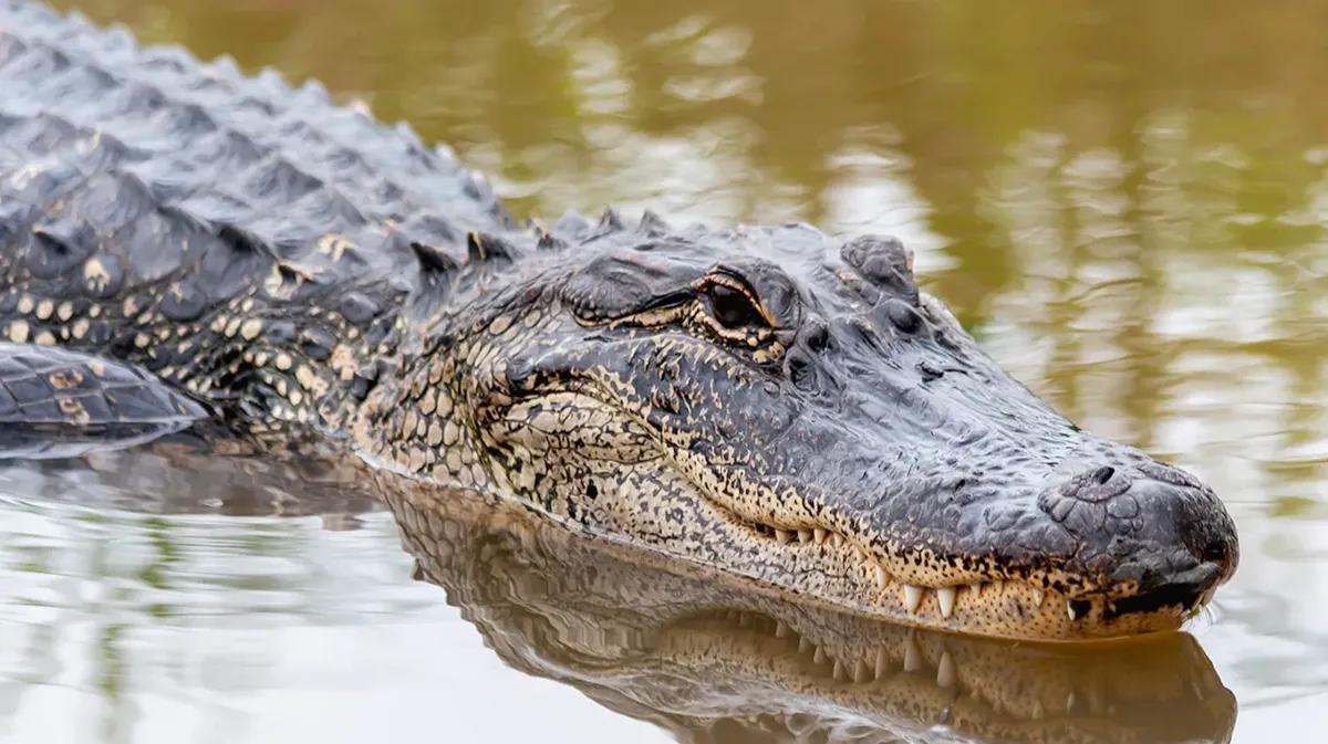 В США пожилую женщины съели аллигаторы. Жертва случайно упала в пруд  гольф-клуба Boca Royale во Флориде
