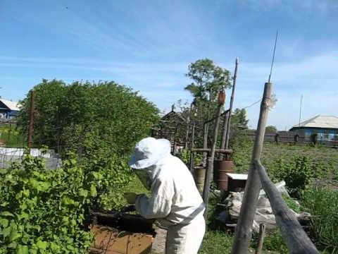 Пасечник смог защитить себя