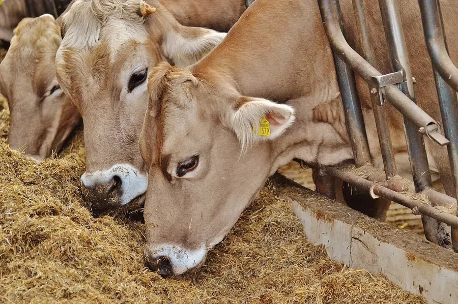Власти пообещали животноводам бесперебойные поставки кормов из ЕС