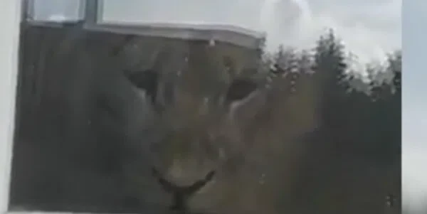 Скриншот из видео