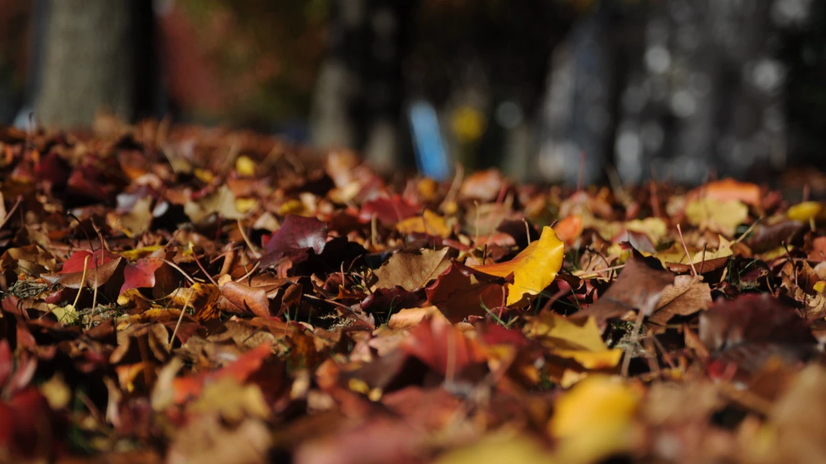 Мертвые листья могут быть добавлены в компост, чтобы помочь почве процветать весной. Фото: pxhere.com