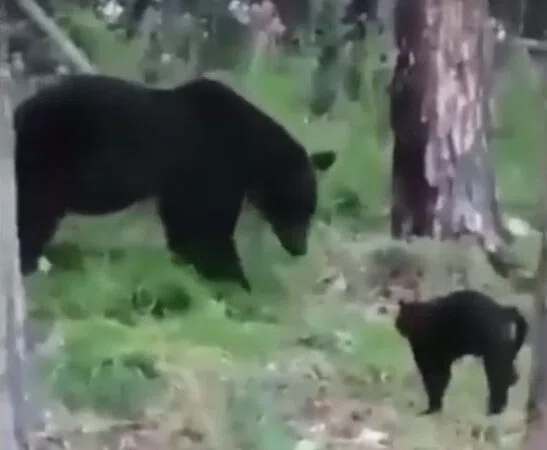 Кот защитил семью от медведя