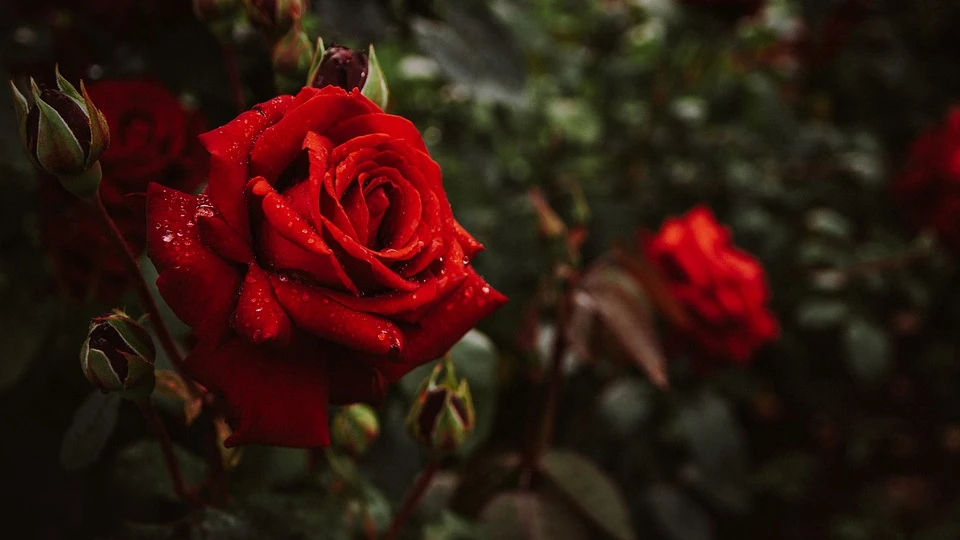 Розы — особенно влаголюбивые растения. Фото: pixabay.com