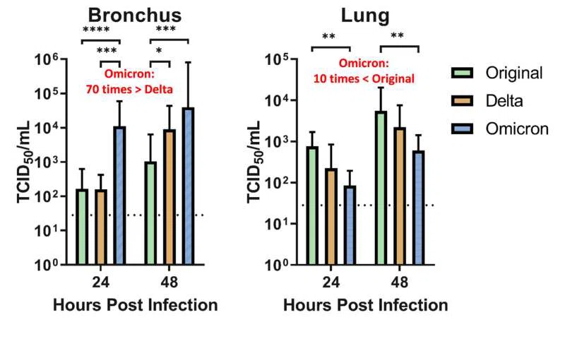 Omicron SARS-CoV-2 может инфицировать быстрее и лучше, чем дельта в бронхах человека, но с менее серьезной инфекцией в легких.