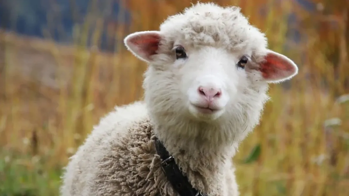 Не стоит в этот день носить вещи из овечьей шерсти. Фото: pxhere.com