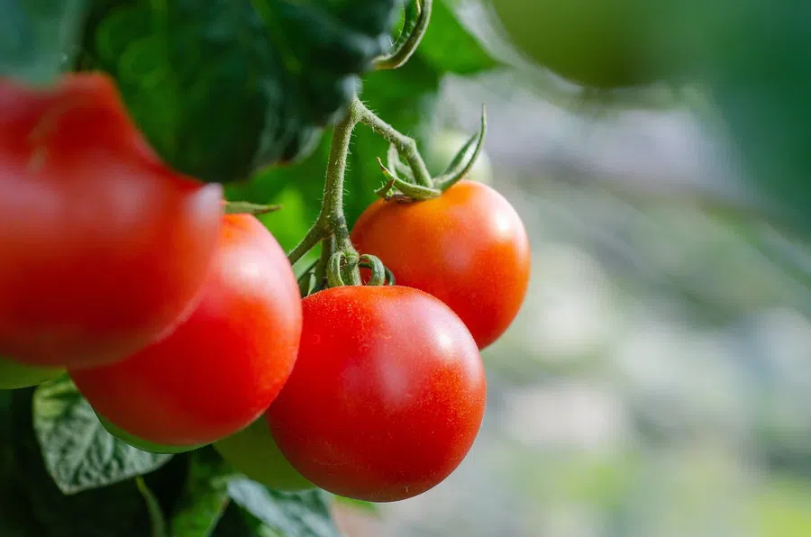 Пикировка томатов в марте, апреле и мае 2022 года: благоприятные и неблагоприятные дни