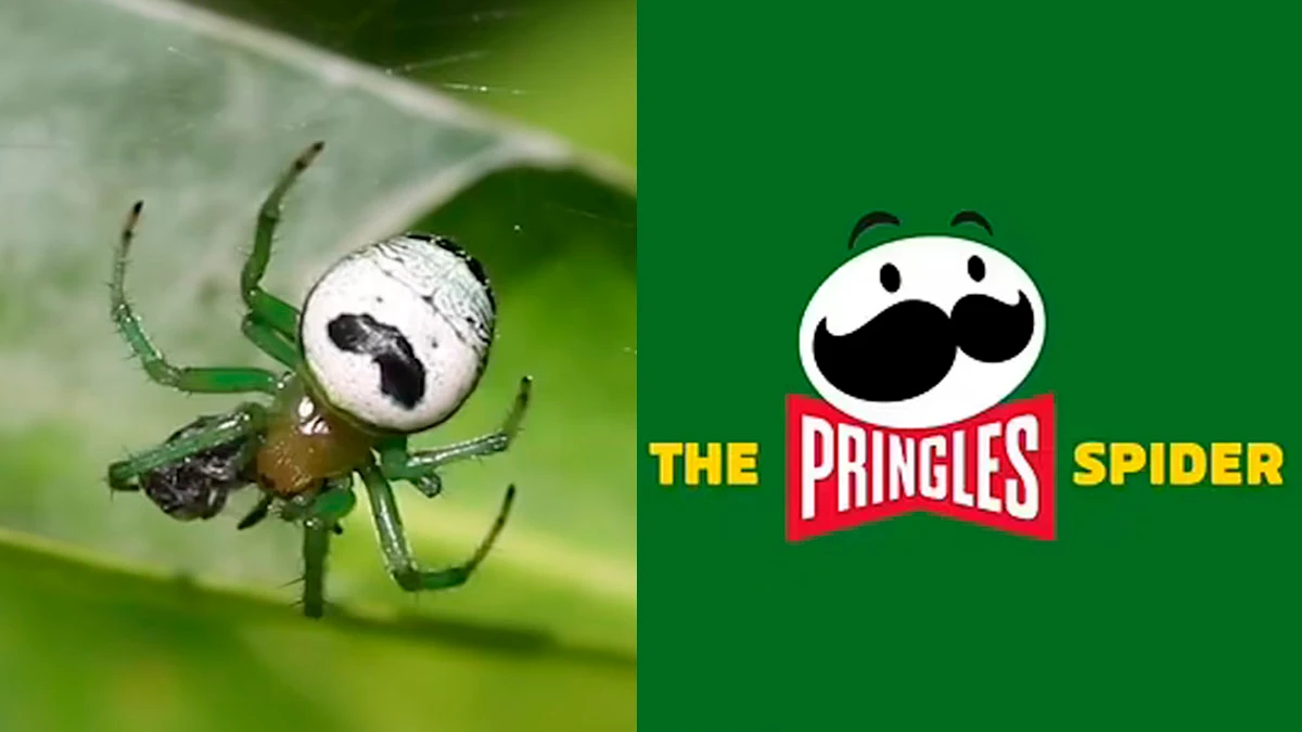 Американская компания по производству чипсов подает прошение об изменении общего названия паука на Pringles Spider. Фото: Dailymail.co.uk