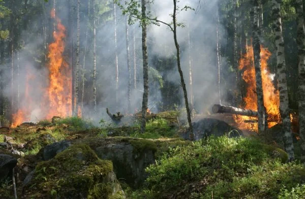 Пожары из Якутии дошли до Алтайского края