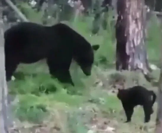 Скриншот с видео
