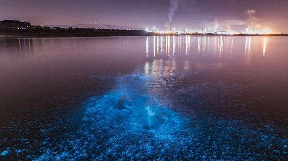 «Молочное море» впервые попало на камеру: феномен биолюминесценции накрыл более 39 000 квадратных миль поверхности Индийского океана 