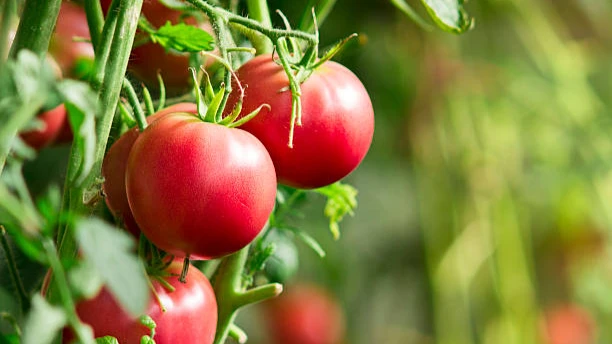 Единственное, что объединяет все сорта томатов, это их любовь к поливу. Фото: Piqsels.com