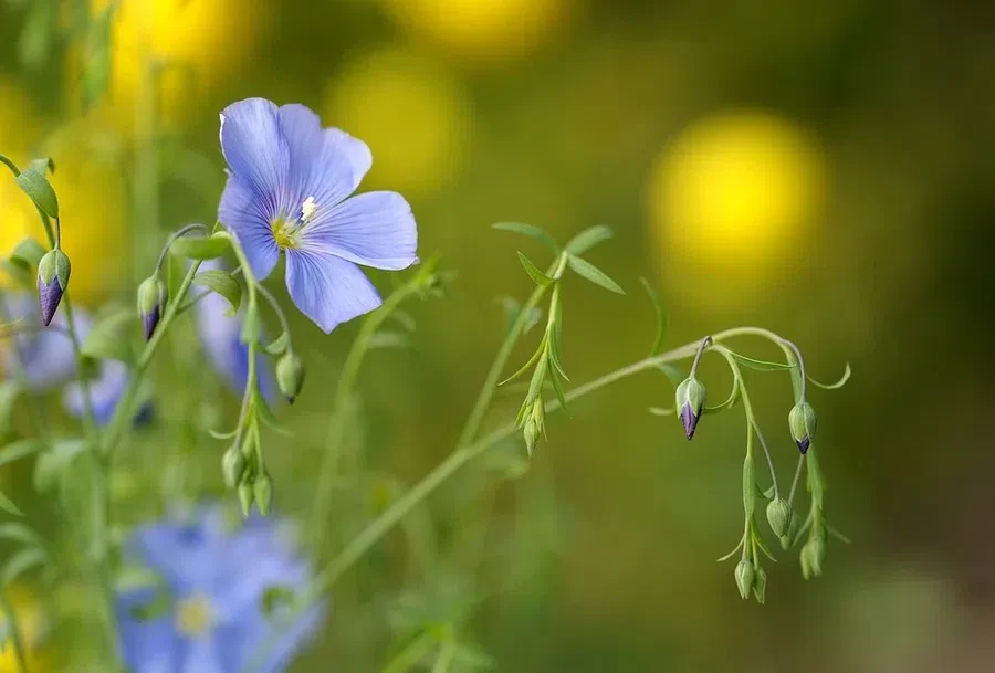 лён