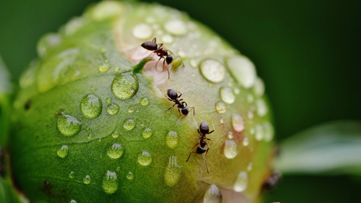 Муравьи обычно безвредны для человека, хотя известно, что некоторые виды, такие как красные, лесные или летающие муравьи, кусают человека. Фото: Pxhere.com