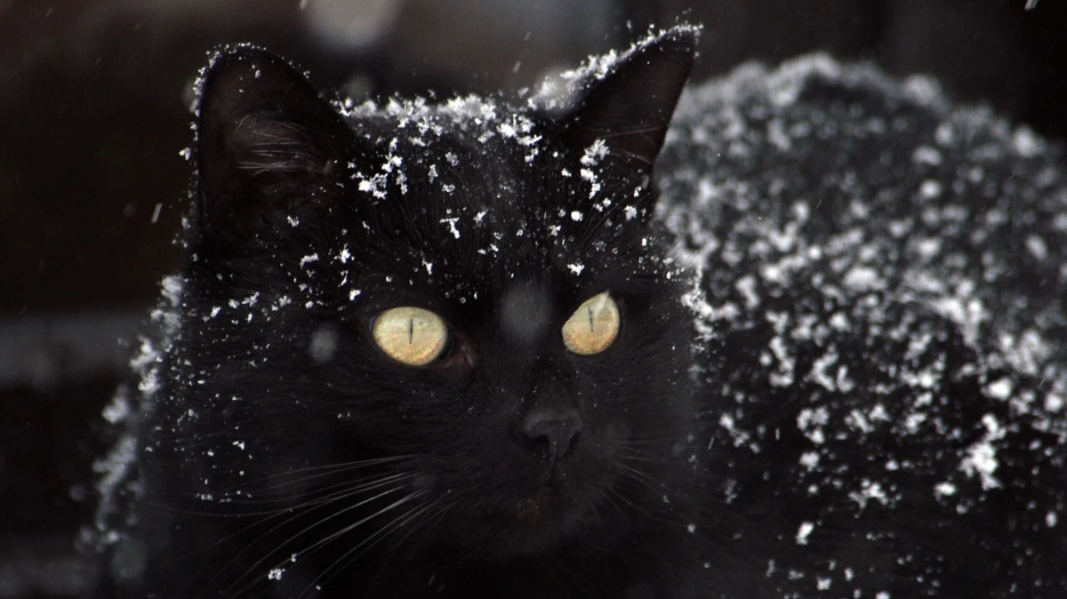 День черной кошки. Фото: pxhere.com