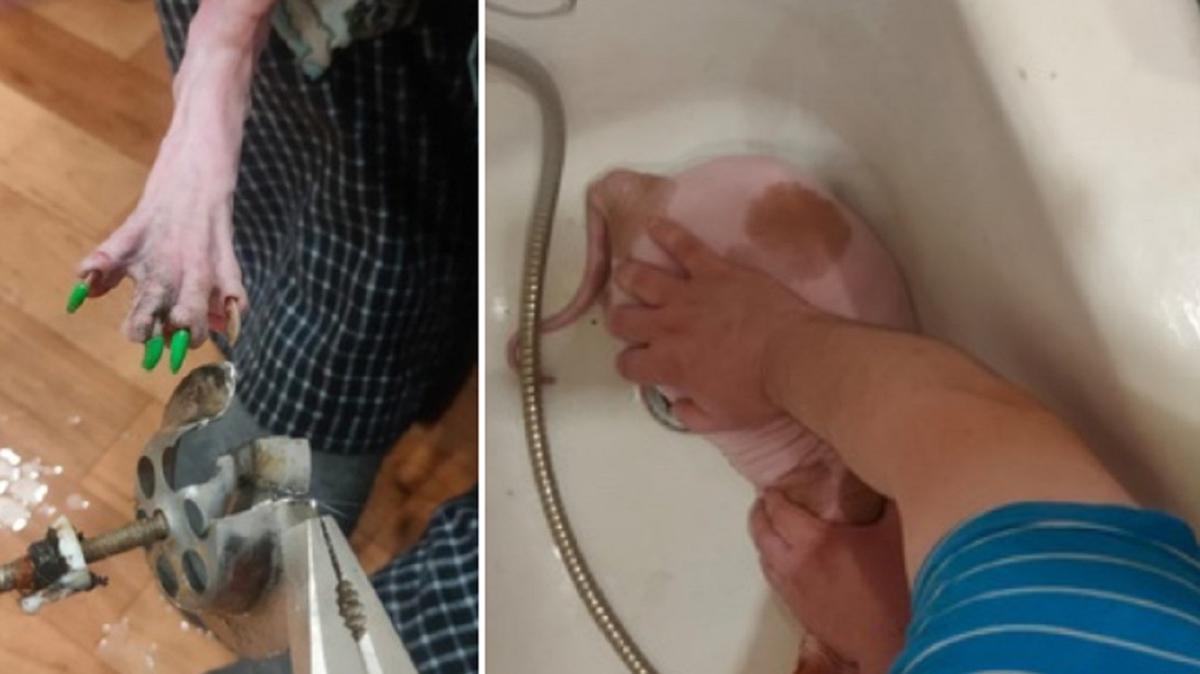 «Когти ярко-зеленого цвета» В Новосибирске спасатели вытащили из ...