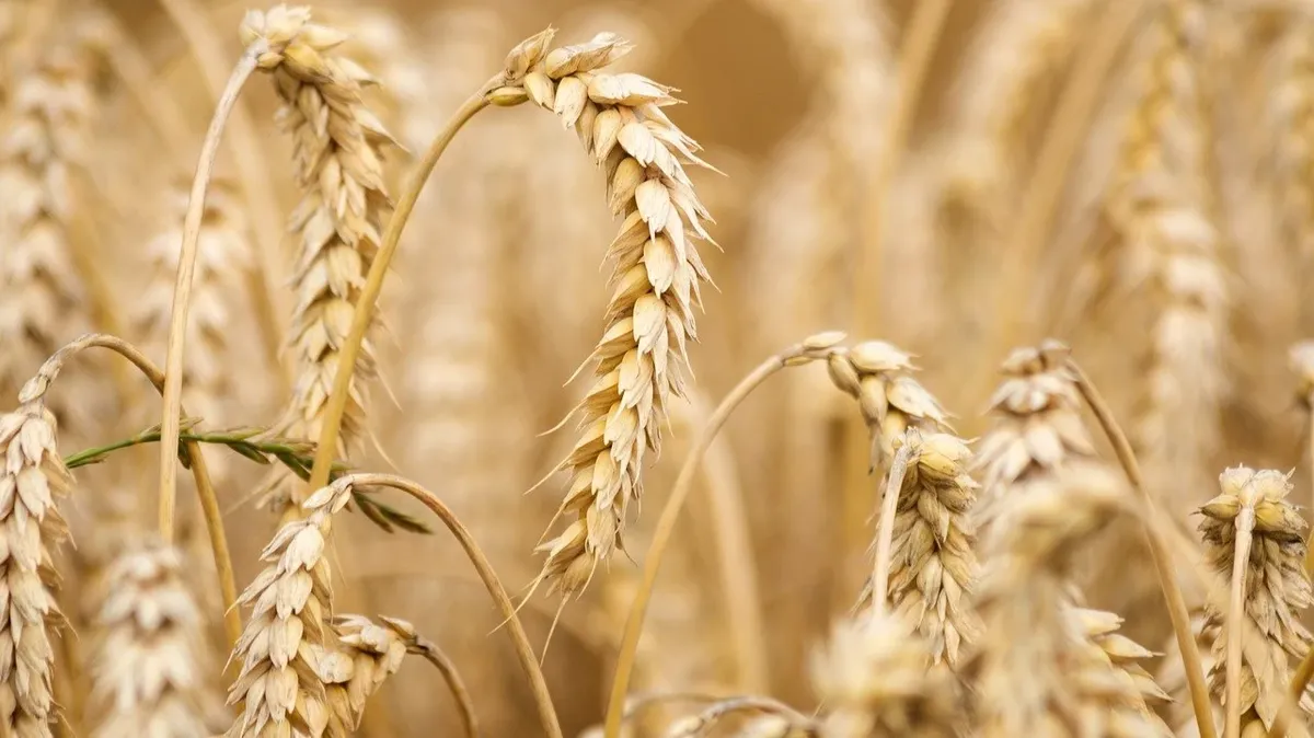 ЕС планирует вывезти украинское зерно с помощью морских путей. Фото: pixabay.com