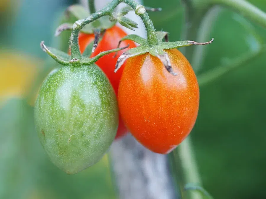Жесткий метод для урожайности томатов на огороде: что нужно отрубить помидорному кусту