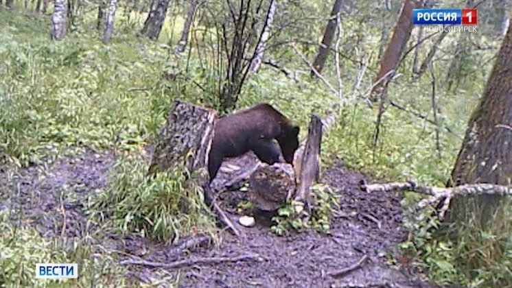 Опасный медведь бродит по лесу около села под Искитимом