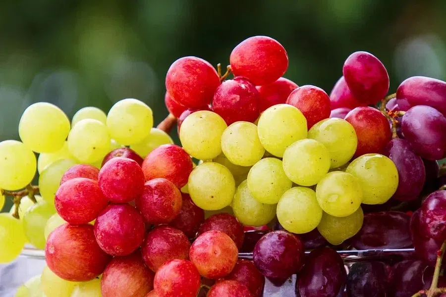 Экстракт виноградных косточек способен продлевать жизнь