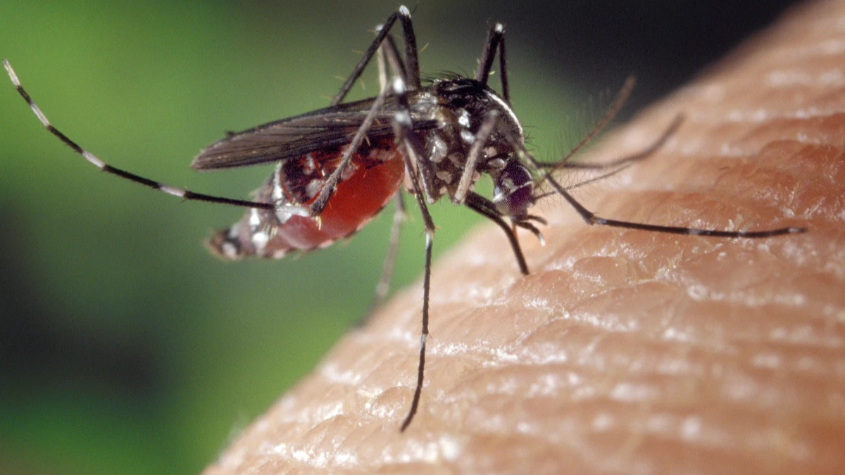 Как отпугнуть комаров? Фото: www.piqsels.com