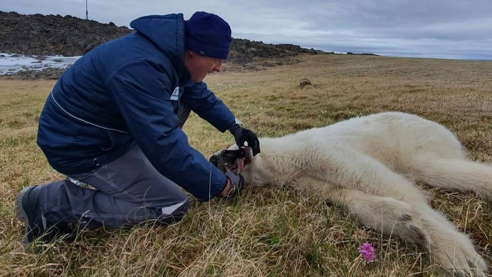 Ветеринары спасли сибирского медведя с застрявшей в зубах банкой сгущенки. «Косолапый» оказался девочкой. Фото и видео спасения, за которым наблюдала вся страна
