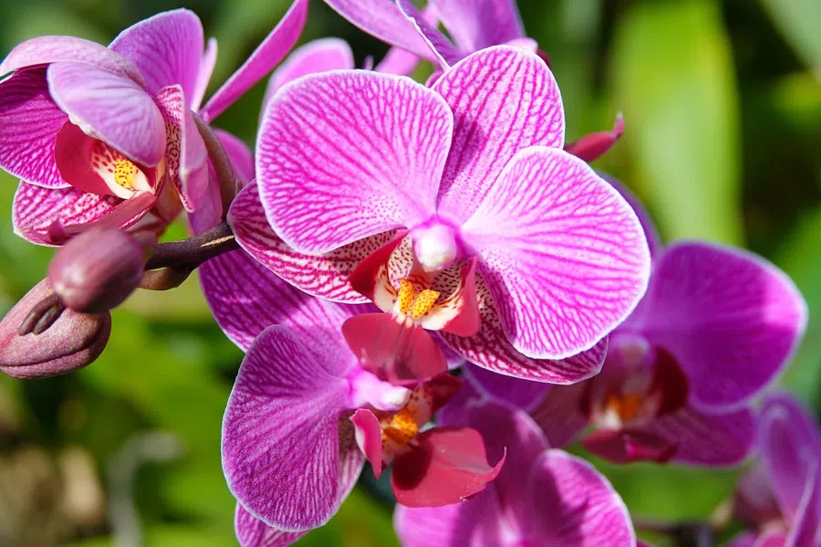 «Успокаивает нервы»: орхидеи лучше других комнатных растений поднимают настроение и еще 5 полезных цветов для дома