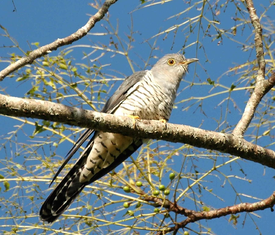 Wikimedia Commons