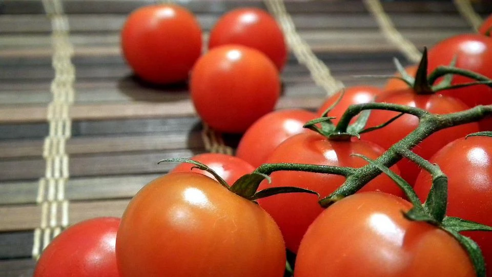 Как вырастить крупные помидоры и собрать хороший урожай: фосфор или азот выбирать для удобрений? 